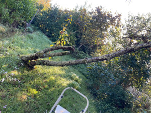 Photo de galerie - Elagage et coupe d'arbres