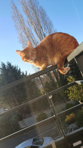 Photo de galerie - Mon chat Caramel