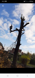 Photo de galerie - Abattage 