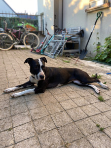 Photo de galerie - Garde de Swan