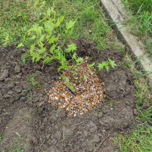 Photo de galerie - Plantation d'érable du Japon 