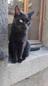 Photo de galerie - Jiji un chat adorable
