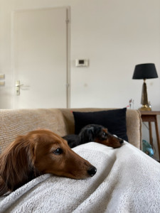 Photo de galerie - Garde hebdomadaire de deux petits amours avec la confiance des propriétaires 