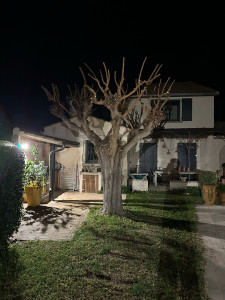Photo de galerie - Elagage et coupe d'arbres