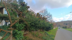 Photo de galerie - Elagage et coupe d'arbres
