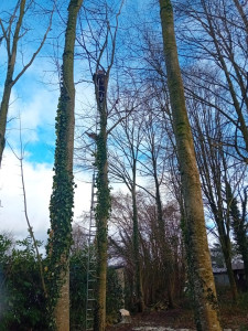 Photo de galerie - Coupe d'arbre a tout hauteur 