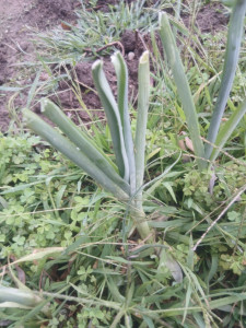 Photo de galerie - Actibité de jardinage