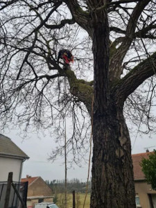 Photo de galerie - Taille de Noyer