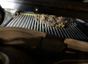 Photo de galerie - Vidange et filtres