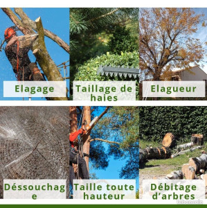 Photo de galerie - Elagage et coupe d'arbres