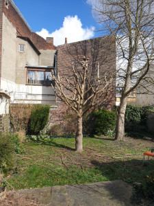 Photo de galerie - Elagage et coupe d'arbres