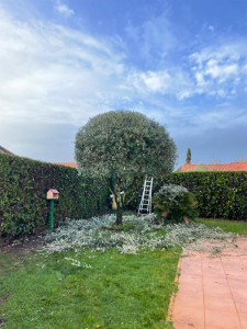 Photo de galerie - Taille d’un Olivier en boule