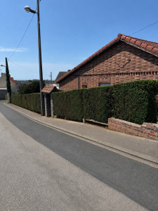 Photo de galerie - Taille haies non entretenue depuis 2 ans 