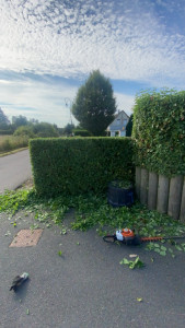 Photo de galerie - Taille de haies et d'arbustes