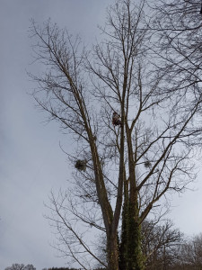 Photo de galerie - Suppression de gros bois mort sur un peupliers pour mise en sécurité.