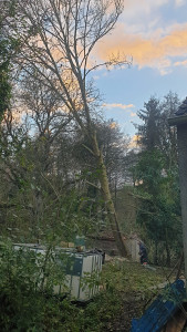 Photo de galerie - Abattage d'un frêne de 23.m de haut près d'habitation et ligne électrique 