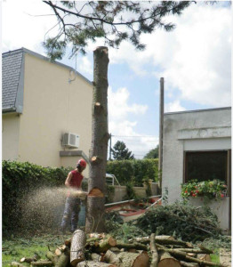 Photo de galerie - Abattage de sapin