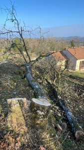 Photo de galerie - Elagage et coupe d'arbres