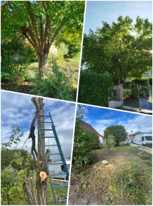 Photo de galerie - Elagage et coupe d'arbres