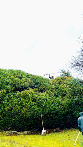 Photo de galerie - Taille de thuyas en boule naturel 