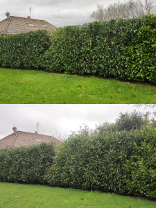 Photo de galerie - Taille d'une haie de lauriers 