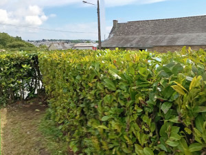 Photo de galerie - Taillage de haie 