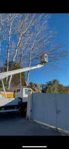 Photo de galerie - élagage 