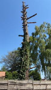 Photo de galerie - Elagage et coupe d'arbres