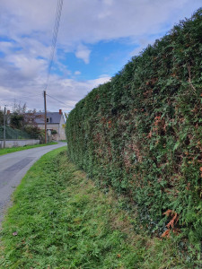 Photo de galerie - Taille de haie de plus de 2.5m