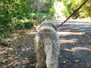 Photo de galerie - Lol de son prénom que j’ai eu beaucoup de plaisir à m’occuper. à lui faire des balades en foret. A.courir. Adorable 