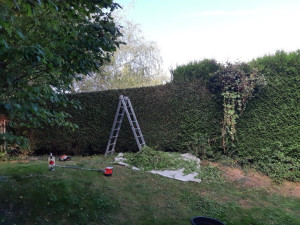 Photo de galerie - Taille forte pour une haie 