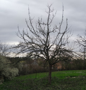 Photo de galerie - Elagage et coupe d'arbres