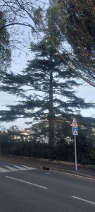 Photo de galerie - Résultats de l'éclaircissement de ce magnifique Cèdres. Plus de 20 nies de chenilles processionnaires enlevé. Pose d'un pièges par retenu, lorsqu'elle descende par le tronc.