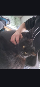 Photo de galerie - Garde chat 