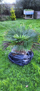 Photo de galerie - Déplacement / plantations palmier 