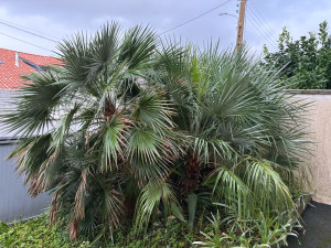 Photo de galerie - Abattage, De Palmier