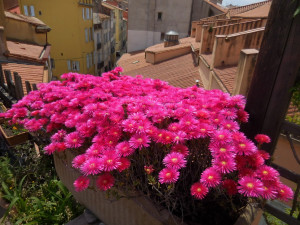 Photo de galerie - Fleurs sur un balcon dont je m'occupe