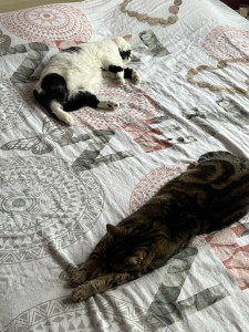 Photo de galerie - Tigrou et kitty 