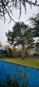 Photo de galerie - Elagage et coupe d'arbres