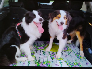 Photo de galerie - Border collie et berger australien 