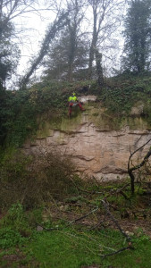 Photo de galerie - Coupe d'arbres sur le flanc d'une petite falaise chez un particulier 