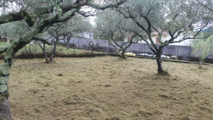 Photo de galerie - Tonte d'un jardin  et des oliviers avec herbes hautes de 1m50.
Demande d'un client qui possède un tombeau dans cette parcelle. 