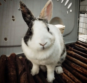 Photo de galerie - Visites lapins