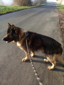 Photo de galerie - Garde chien