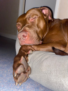 Photo de galerie - Jack, mon fils adoptif