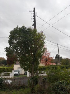 Photo de galerie - Elagage et coupe d'arbres