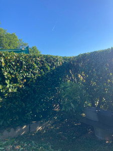 Photo de galerie - Taille de haies et d'arbustes