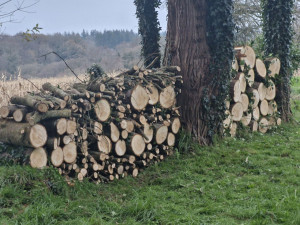 Photo de galerie - Elagage et coupe d'arbres