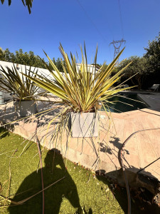 Photo de galerie -     La plante avant la taille