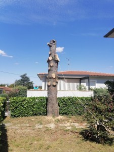 Photo réalisation - Elagage et coupe d'arbres - Théo (Apicem paysage) - Toulouse (Lestang) : Abattage d'un Cèdre 